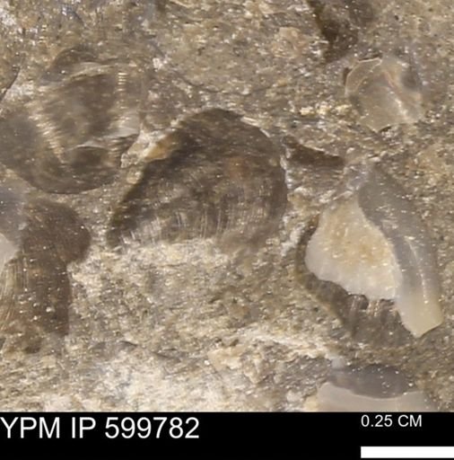 Protocardia subquadrata