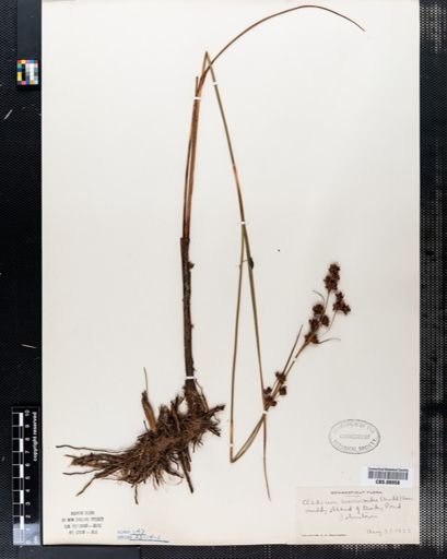 Cladium mariscoides