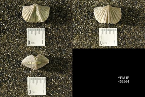 Platystrophia biforata