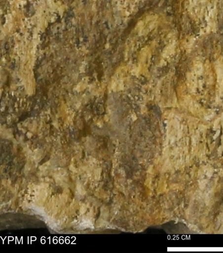 Teredo sp.