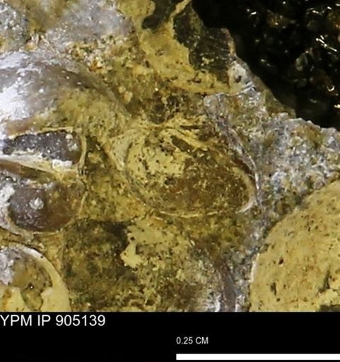 Corbulamella?
