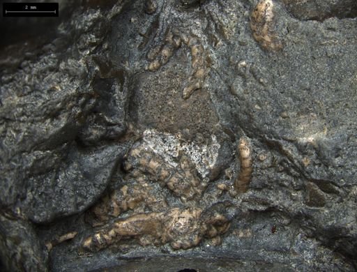 Aplocoma damesii