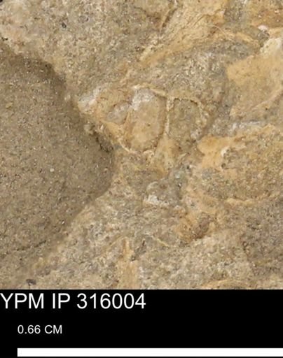 undet. Gastropoda