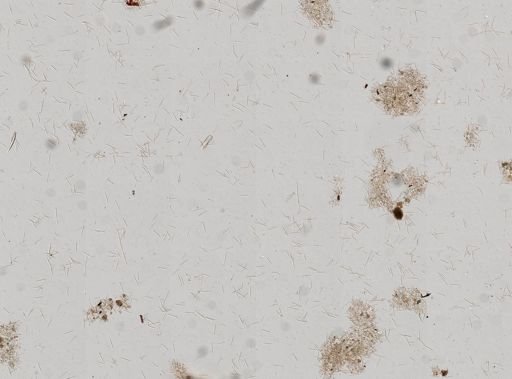 cf. Callyspongia