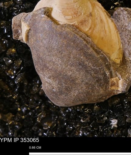 Limopsis striatopunctatus