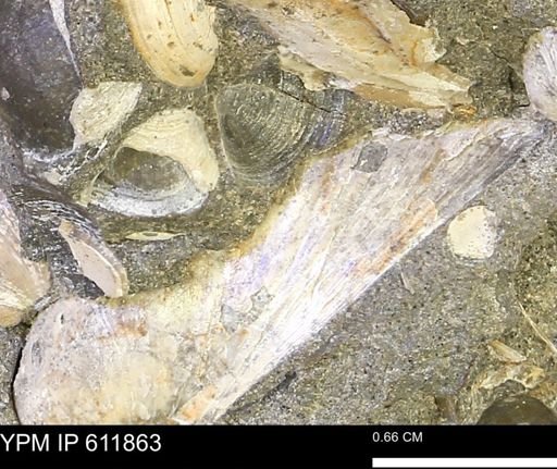 Protocardia sp.