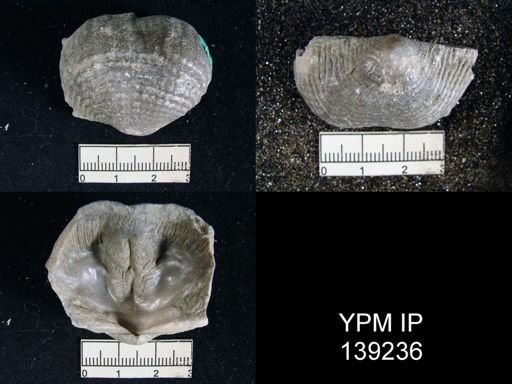Dictyoclostus indicus