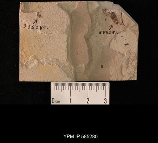 undet. Coleoptera