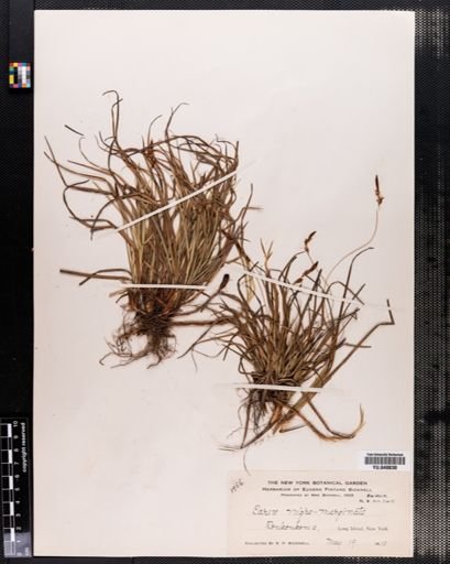 Carex nigromarginata