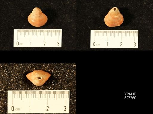 Terebratella inconspicua