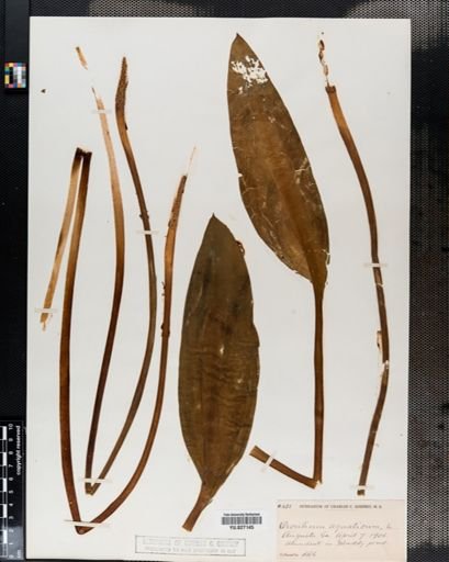 Orontium aquaticum
