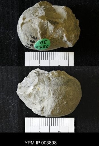 Billingsites newberryi