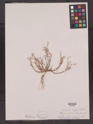 Arenaria serpyllifolia