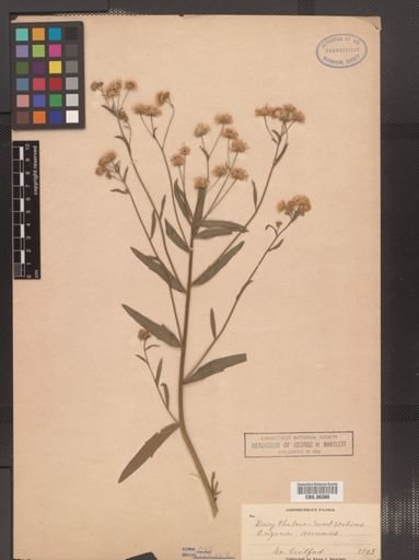 Erigeron annuus