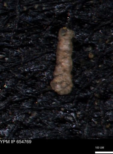 Ammobaculoides phaulus