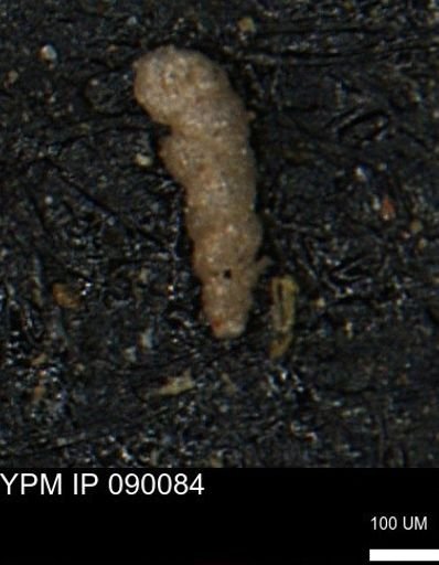 Verneuilinoides kansasensis