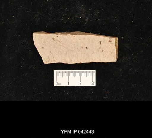 undet. Hexapoda