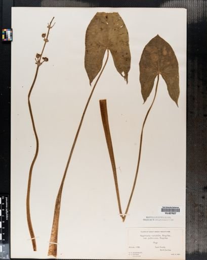 Sagittaria latifolia