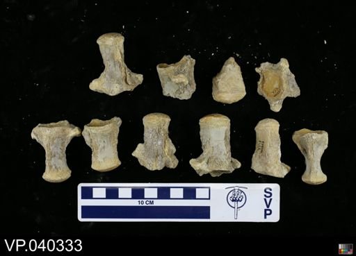 Clidastes sp.