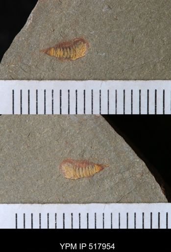 undet. Synziphosurina