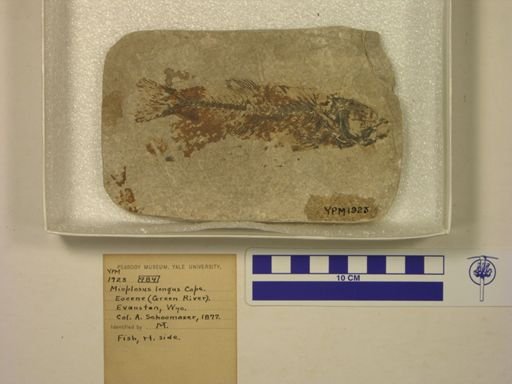 Mioplosus longus