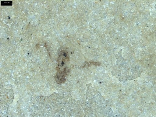 undet. Insecta