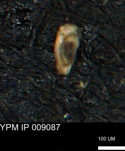 Spirolocammina subcircularis