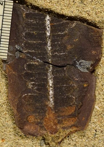 Pecopteris
