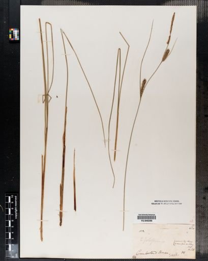 Carex lasiocarpa