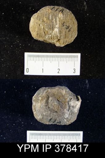 Productus semireticulatus