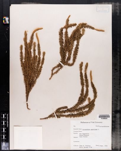 Lycopodium annotinum