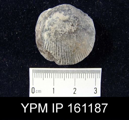 Dinorthis porcata