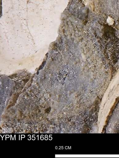 undet. Bivalvia