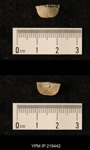 Chonetes granulifer