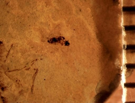 undet. Diptera