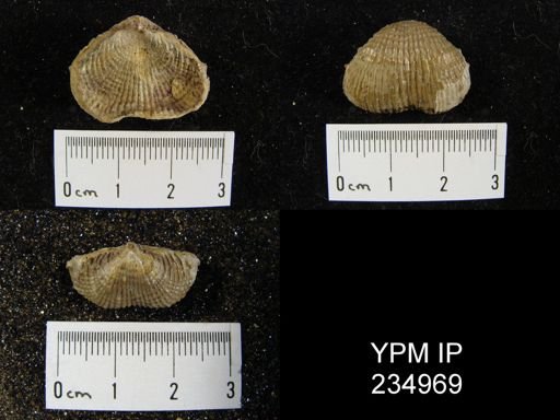 Marginifera lasallensis