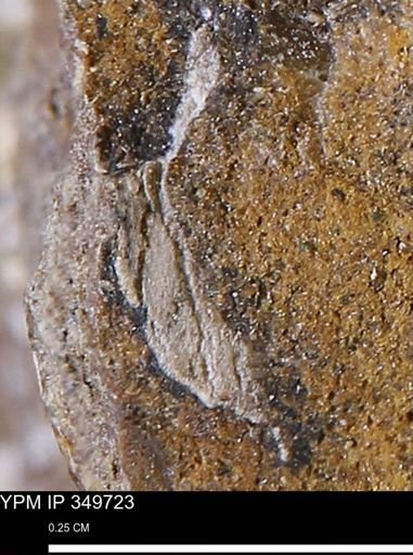 undet. Mollusca