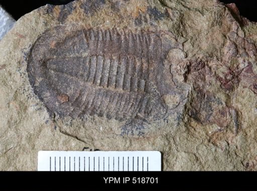 undet. Asaphidae