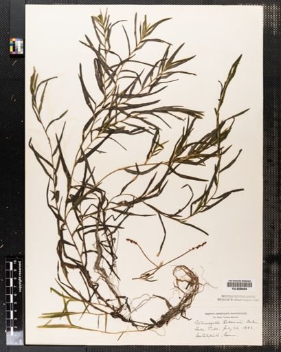 Potamogeton robbinsii