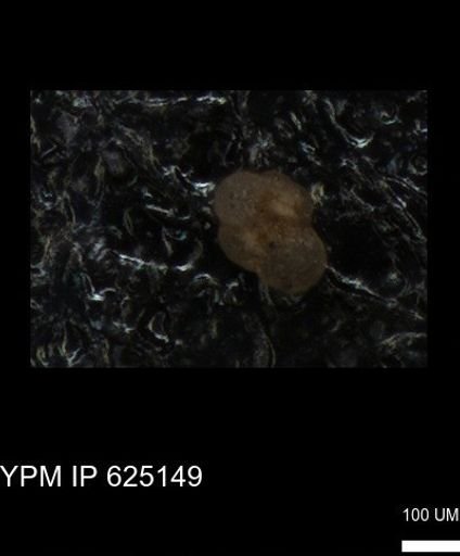 undet. Foraminiferida