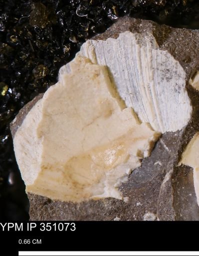 undet. Bivalvia