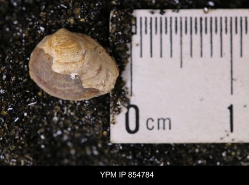 Limopsis striatopunctatus