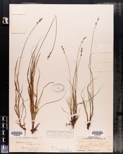 Plantae