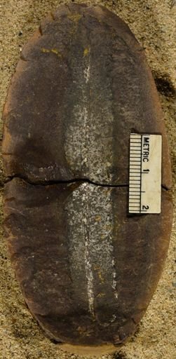Pecopteris sp.