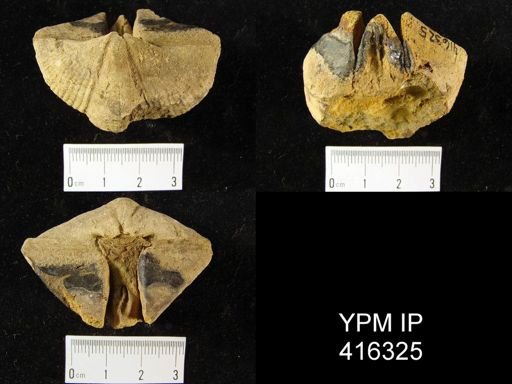 Syringothyris?