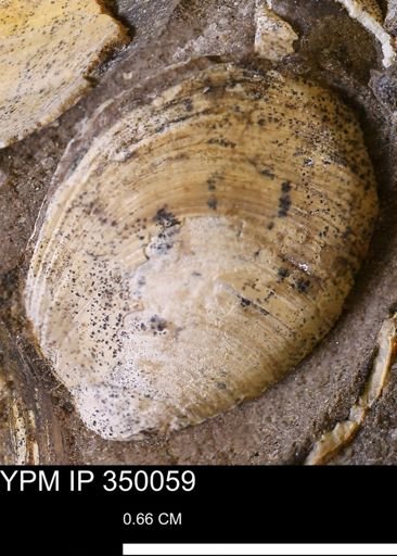 Limopsis striatopunctatus