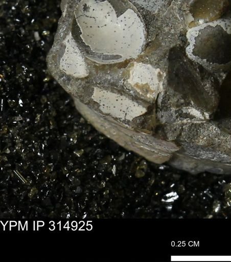 undet. Bivalvia