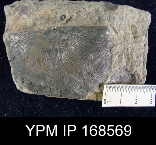 Strophomena sp.