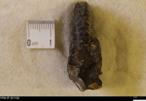 Jeletzkytes nebrascensis