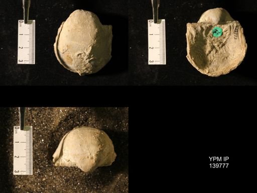 Productus (Linoproductus) lineatus